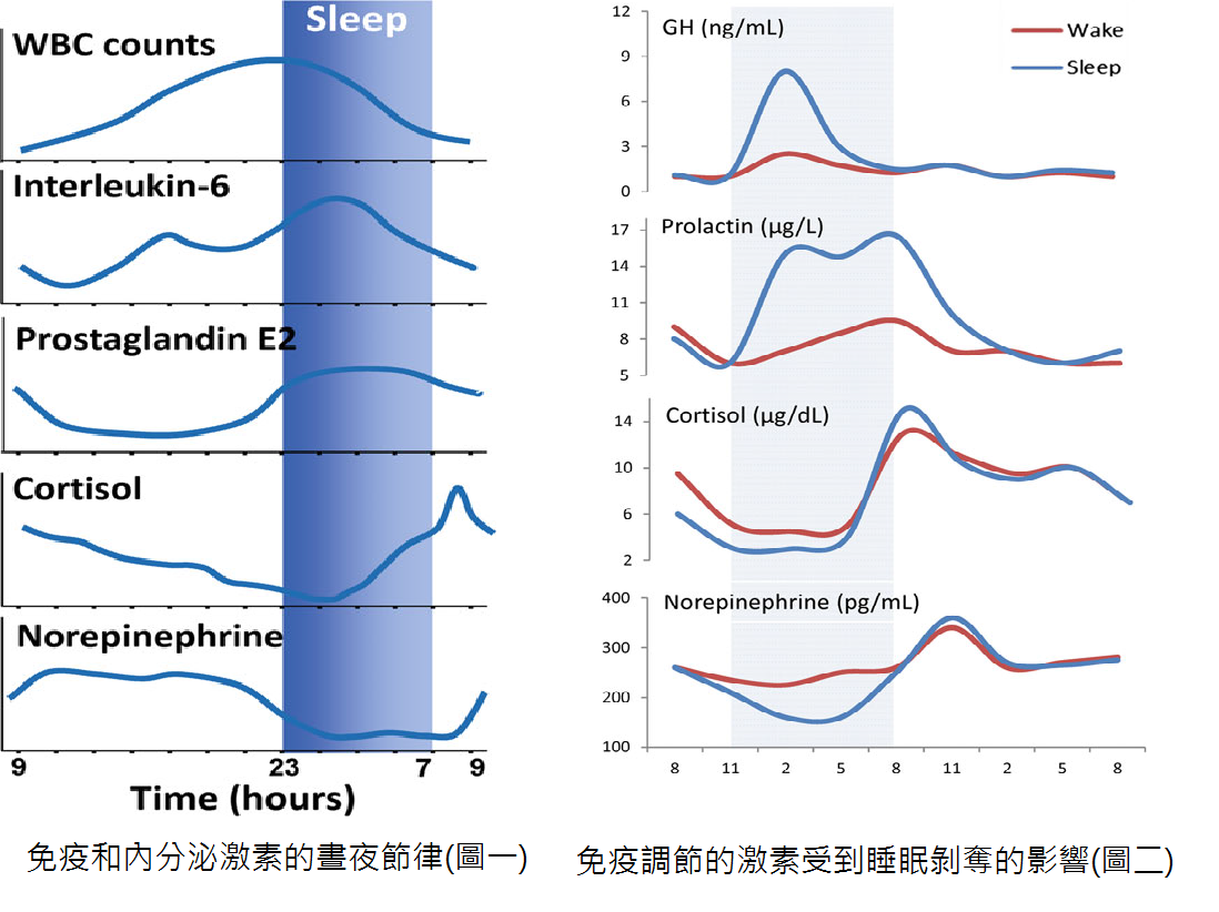 Immune and sleep