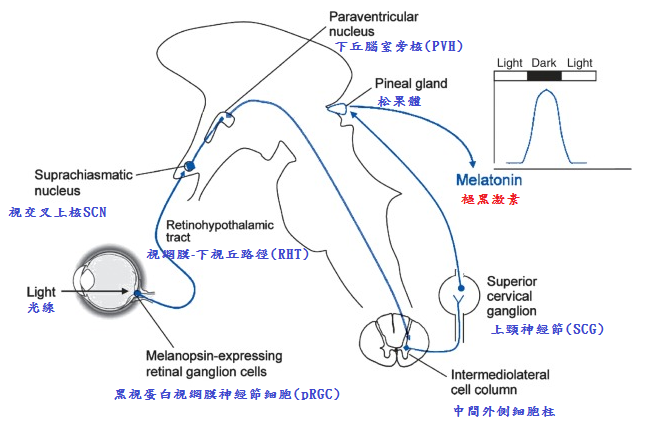 circadian rhythm